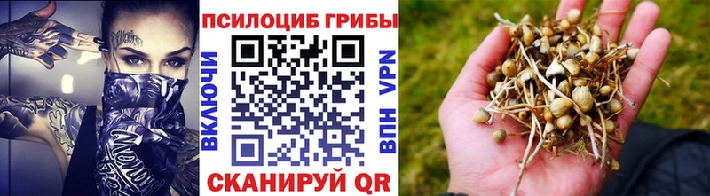 Купить  Поворино  Галлюциногенные грибы MAGIC MUSHROOMS 